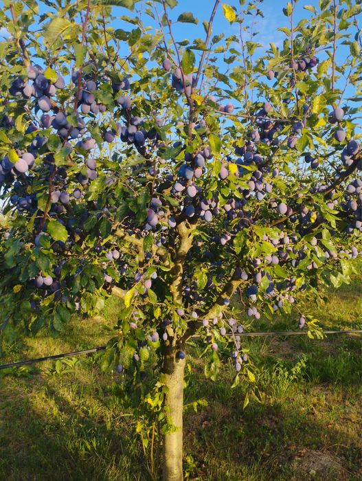 Prune pentru tuica