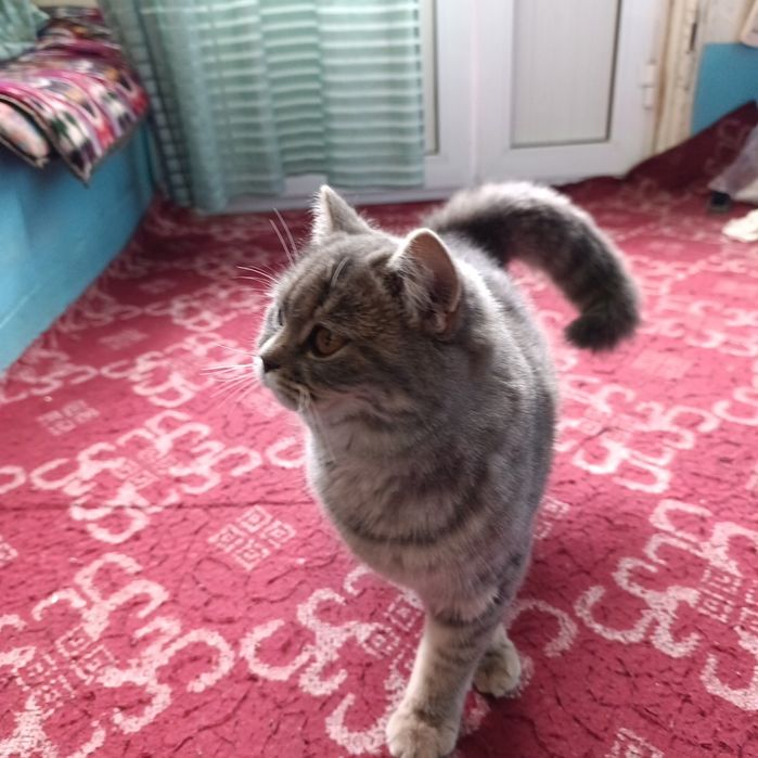 Мушук сотлади жинси айол