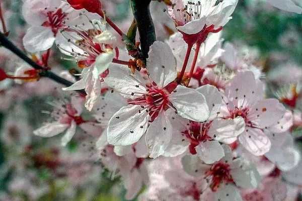 Олча писсарди навли кучатлари