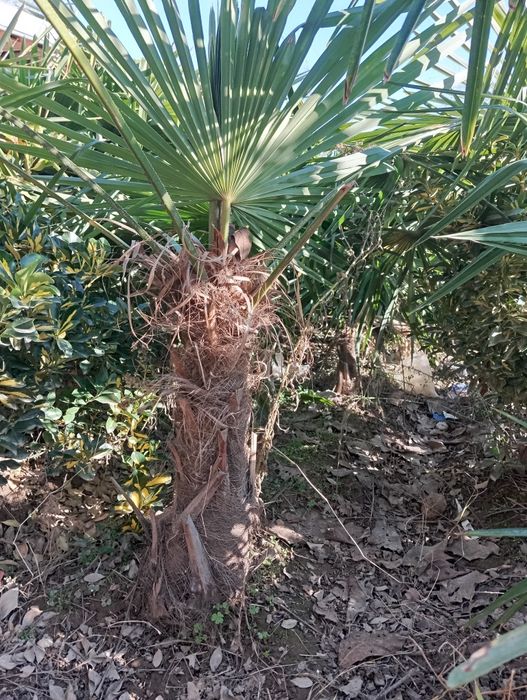 Трёх корпусний пальма продаётся