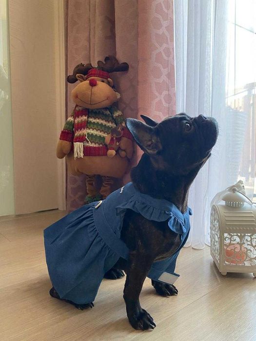 Одежда для собак