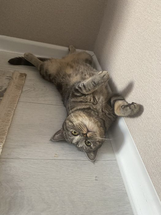 Отдам кошку стерилизованную