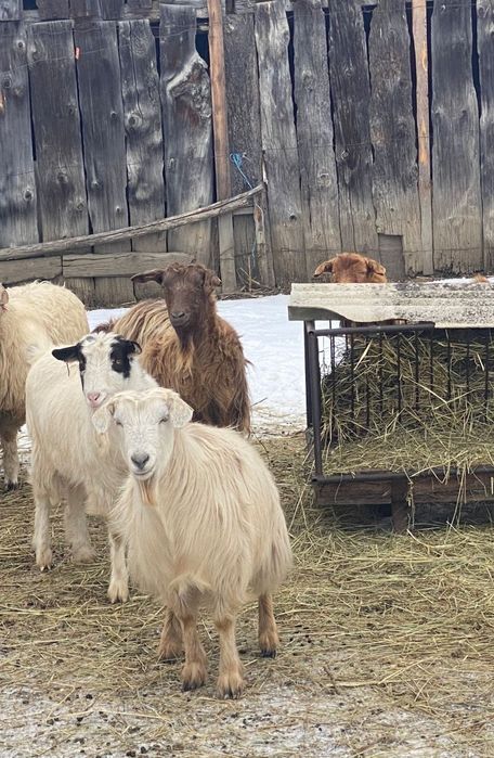 De vânzare doi berbeci și 5 capre