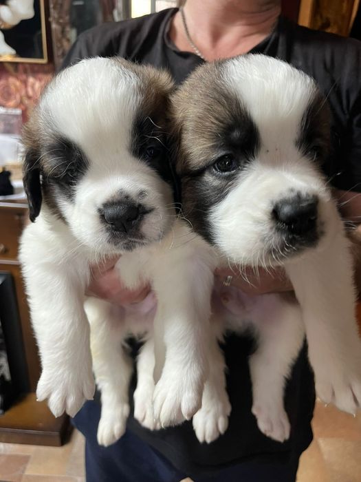 Сенбернары мальчики