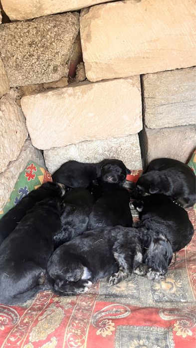 Продам щенков немецкой