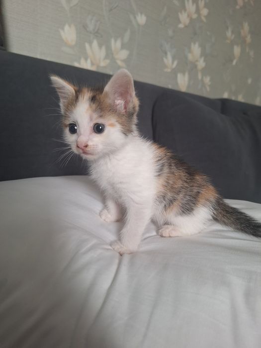 Котёнок Мисандия
