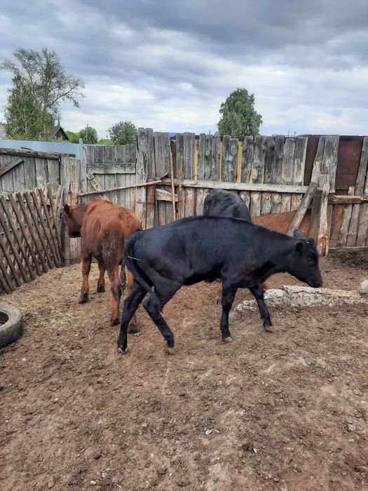 Продам телят три головы