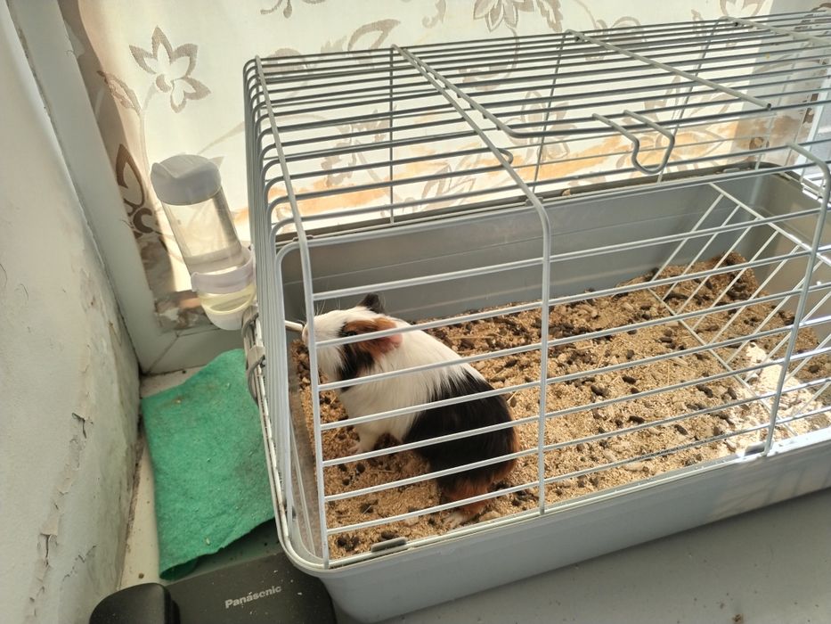 Продам морскую свинку