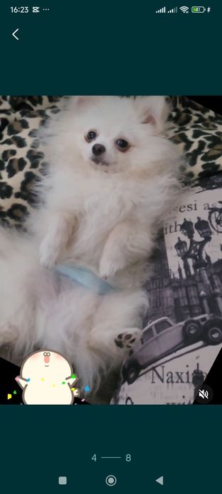 Жених Кевин на вязку