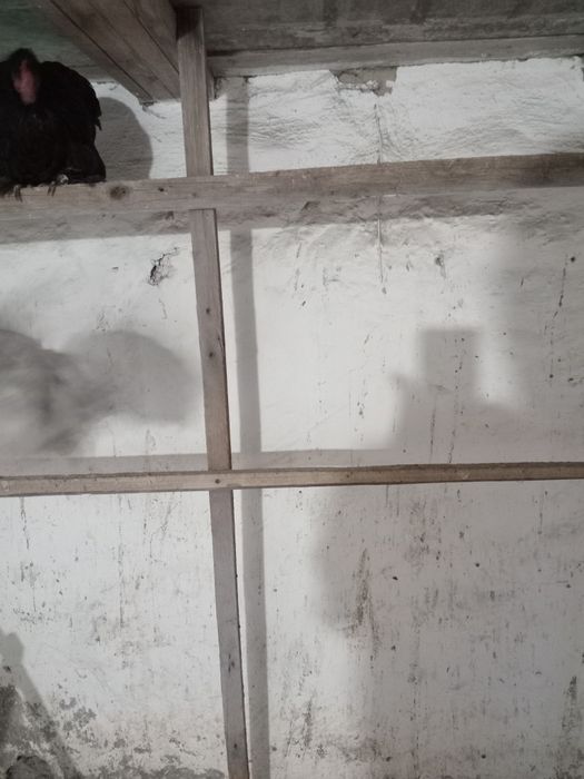 Продам карликав карликав