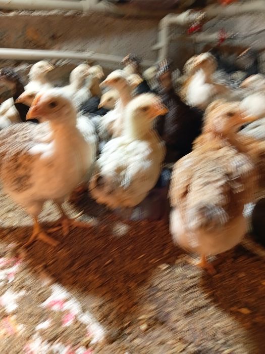 Домашний цыплята продается Балапандар сатылады