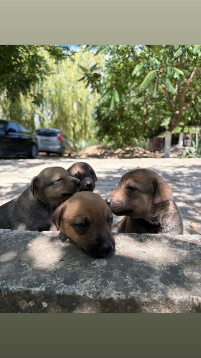 Cățeluși adorabilii își caută o familie iubitoare!