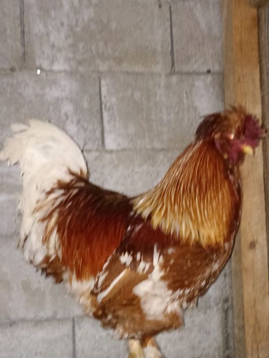 Vând 2 cocoși și 2 puicuțe