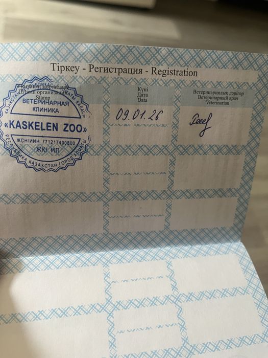 Отдам кошку 7 месяцев