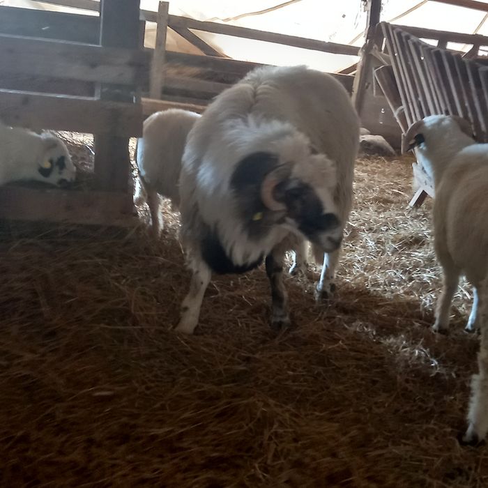 Berbec de vânzare