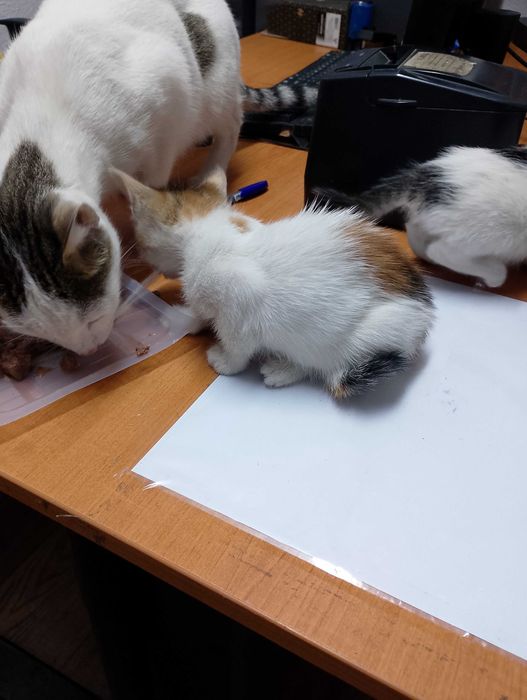 Подарявам котета