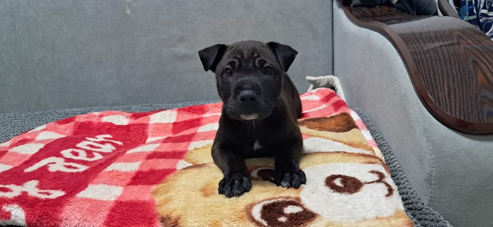 Продаю щенков Породы Шарпей