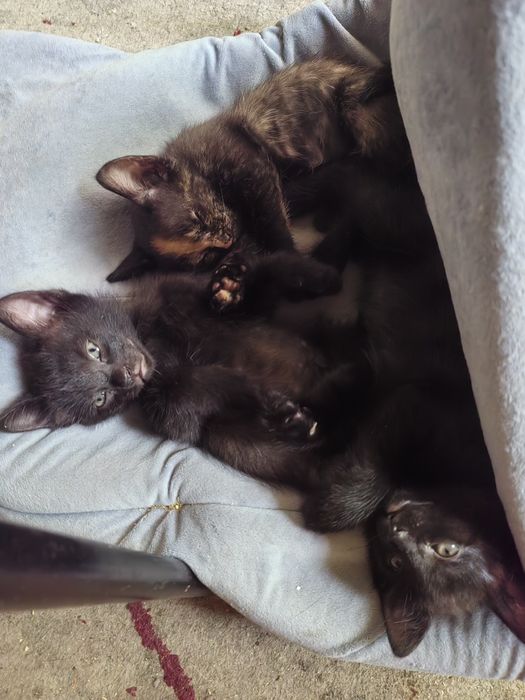 Отдам котёнка в добрые руки