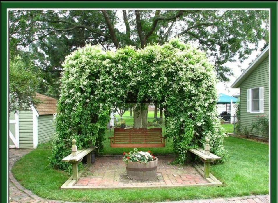 Manzarali gul Девичий виноград пятилист.очковый