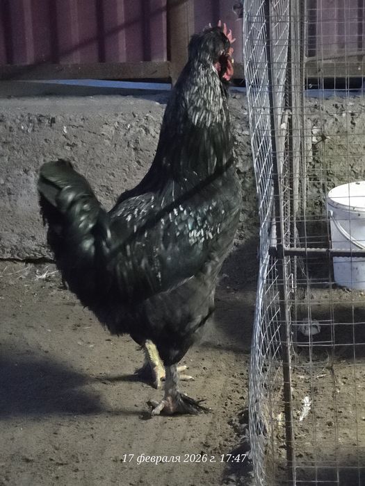 Продам Петуха молодой