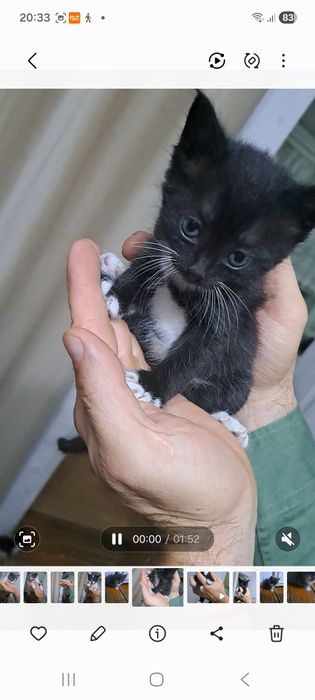 Котята отдам даром