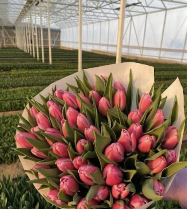 тюльпаны оптом в наличий