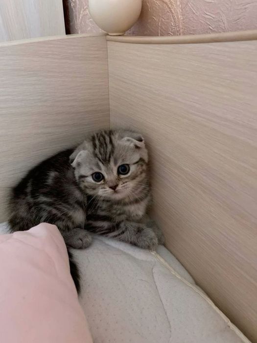 Шотландские котята