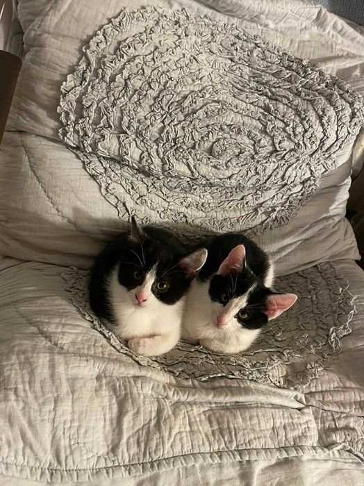 Ultimii 2 pisicei pentru adopție !