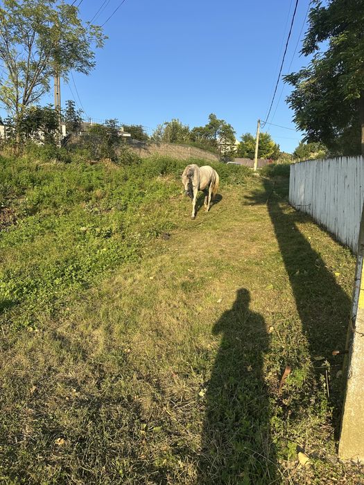 Buna ziua se vinede cal in varsta de 11ani este foarte cuminte