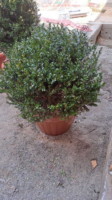 Гуллар бересклет шамшодлар