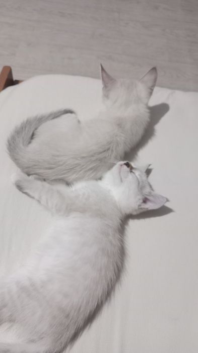 Отдам котят у нас 3