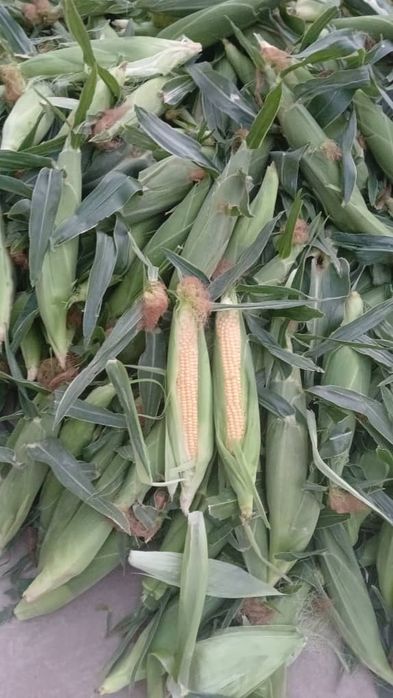Продам свежи сладки кукуруза