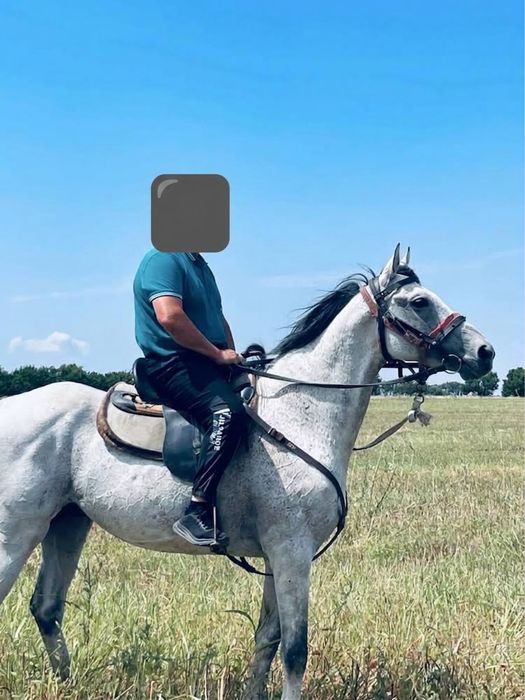 Продам лошадь чк
