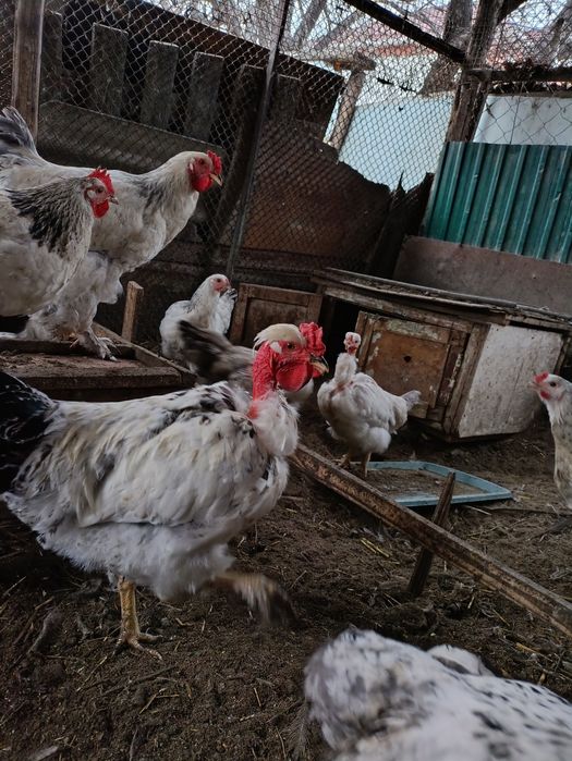 Испанка Голошейка қораздар