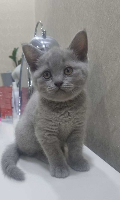 siz qidirayotgan shirin mushuk shu yerda