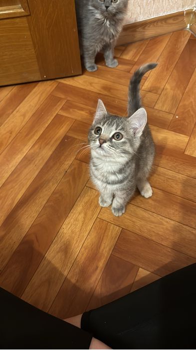 Отдам в добрые руки котят