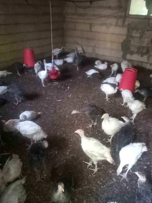 Pui de curca,curcani 10kg,ajung la peste 20 kg