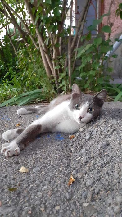 Отдадим в очень добрые руки котика и кошечку
