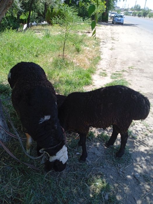 60 50 40 kilo gosh beradi uyda boqilgan oladganla bosa kelishamiz