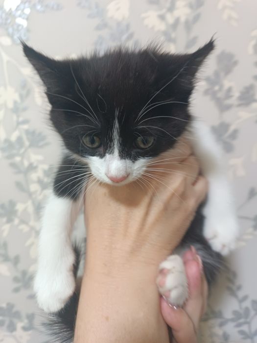 Отдам в заботливые руки.