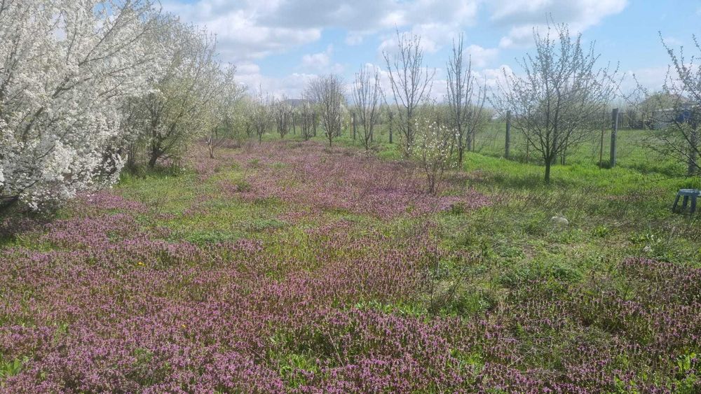 Teren Ciorogarla Magnoliei/Lacului 1672 mp 130.000 Euro