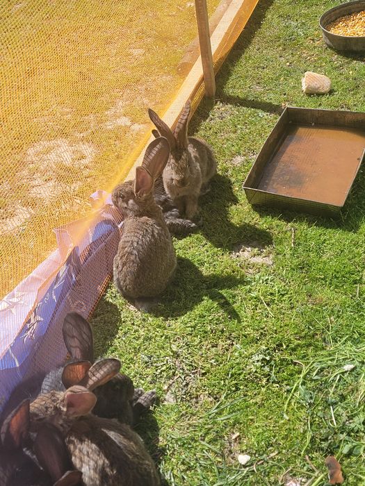 PUI Uriaș German din părinți tatuați