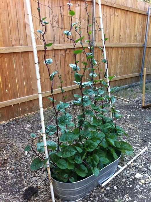 Spanac Malabar Rosu(+ 90 Seminte)