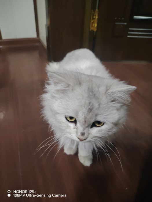 Mushuk sotiladi zotlik