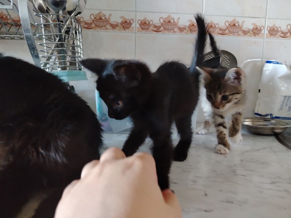 Котята. Mushukchalar