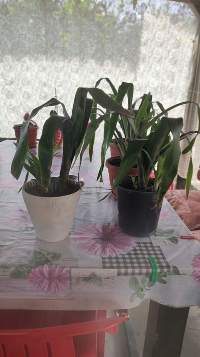 Продавам Билбергия/nutans/