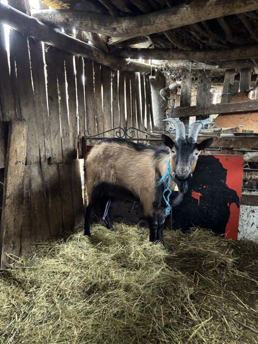 vand tap alpin francez