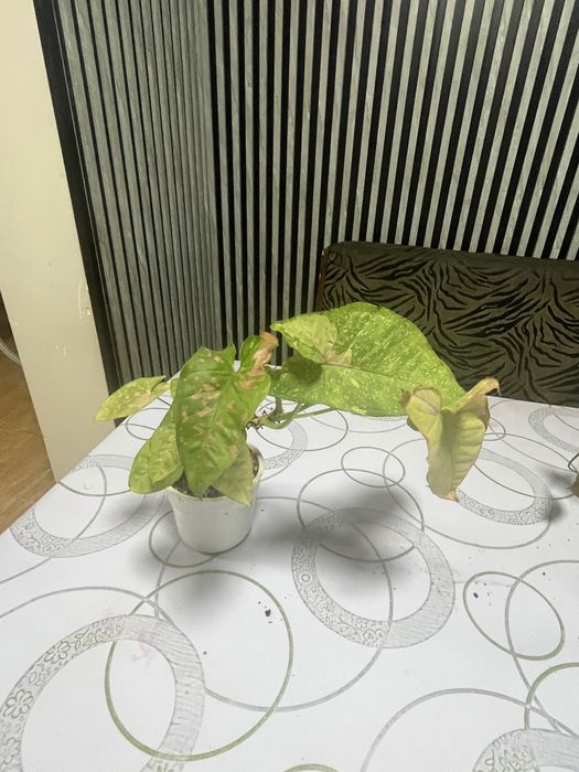 Цветы . Синги, находится в Карасу.