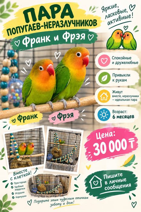 Попугаи неразлучники