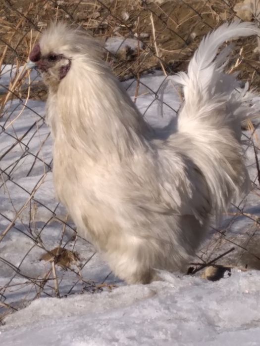 Петух порода китайский Шёлковый